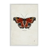 Stupell Industries Peacock Butterfly Study Insects Painting White Framed Art Print Wall Art, 20 x 30