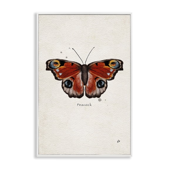 Stupell Industries Peacock Butterfly Study Insects Painting White Framed Art Print Wall Art, 20 x 30