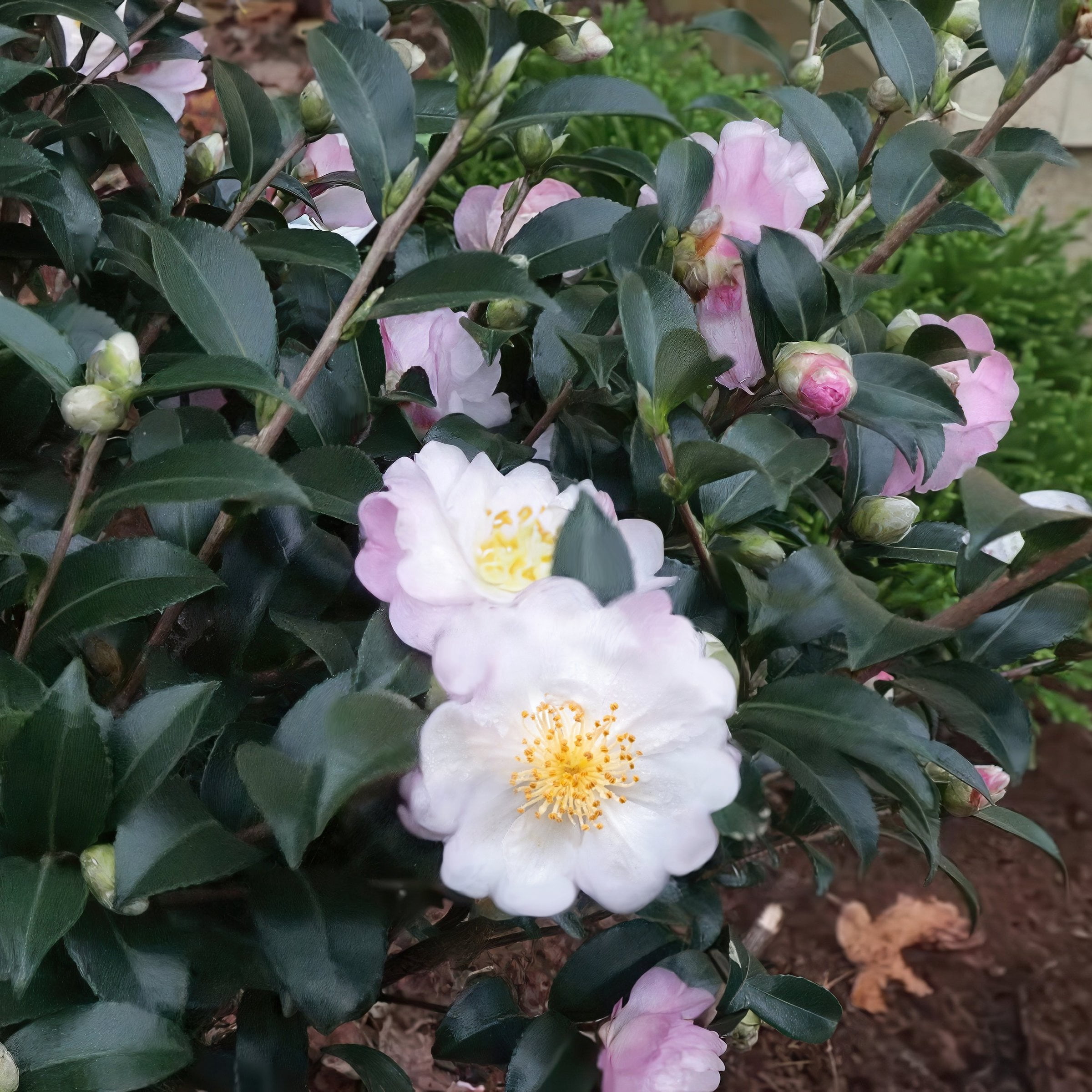 National Plant Network 1 gal. Camellia Sasanqua October Magic Orchid Shrub