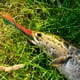thumbnail image 4 of Cebo artificial de PVC 10cm/4in cebos falsos para herramienta de pesca al aire libre (rojo verde) Likrtyny Para estrenar, 4 of 6