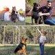thumbnail image 5 of Arnés para Perros Chaleco Militar para Perros con Correa y Parche, Chaleco táctico para Perros sin tirones para Perros Grandes, arnés para Perros de Servicio para Entrenamiento y Senderismo, 5 of 5