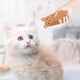thumbnail image 4 of 5 uds. Juguete con hierba gatera para gatos, juguete interactivo para gatos de interior, juguete molar para gatitos, 4 of 5