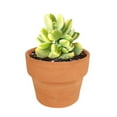 thumbnail image 6 of Variegated Cotyledon Bear Paw Succulents (2"+ Plastic Pot) - Tiny, Lovely, Easy to Care Succulent for Beginners - Live Healthy Succulent for Home Office - Best Trailing Indoor Plant, 6 of 6