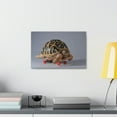 thumbnail image 3 of Funny Tortoise Silly Tortoise Inside Wall Art Ready to Hang Unframed, 3 of 18