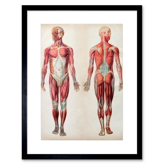 Human Body Anatomy Muscles Art Print Framed Poster Wall Decor 9x7 inch