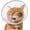 Grey, variant on Cat Cone Collar Soft: Comfortable Waterproof Mesh Recovery Cone After Surgery to Stop Licking and Scratch, Alternative to Plastic Elizabeth Head/Neck Cone