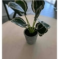 thumbnail image 4 of 14" x 16" Faux Calathea Plant in Ceramic Pot - Hearth & Hand™ with Magnolia, 4 of 5