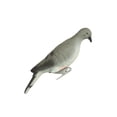 thumbnail image 2 of Falls River Dove Decoy 3 Pack, 2 of 5