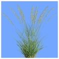 thumbnail image 5 of Everwilde Farms - 1000 Side Oats Grama Native Grass Seeds - Gold Vault Jumbo Bulk Seed Packet, 5 of 5