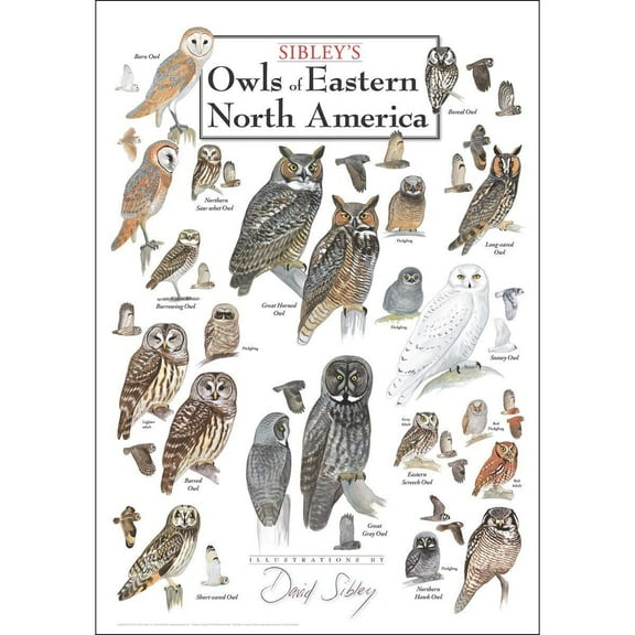 Sibley's Owls of Eastern North America - Poster Student Animal Poster Birthday Gift Children's Room Poster Bedroom Decor Office Decor Gifts