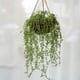 thumbnail image 5 of Xihbxyly Enredaderas Suculentas Artificiales, Diseño de Cuentas Verdes Colgantes, Flores Artificiales de Plástico, Decoración Versátil para El Hogar y La Oficina, Arreglo de Mesa para Bodas, 78 Cm de, 5 of 7