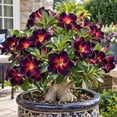 thumbnail image 3 of Desert Rose-Low Maintenance-Ideal for Beds Borders, Plant Pots & Planters, 3 of 5