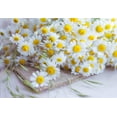 thumbnail image 3 of 300 FEVERFEW Tanacetum Parthenium Herb Flower Seeds, 3 of 9