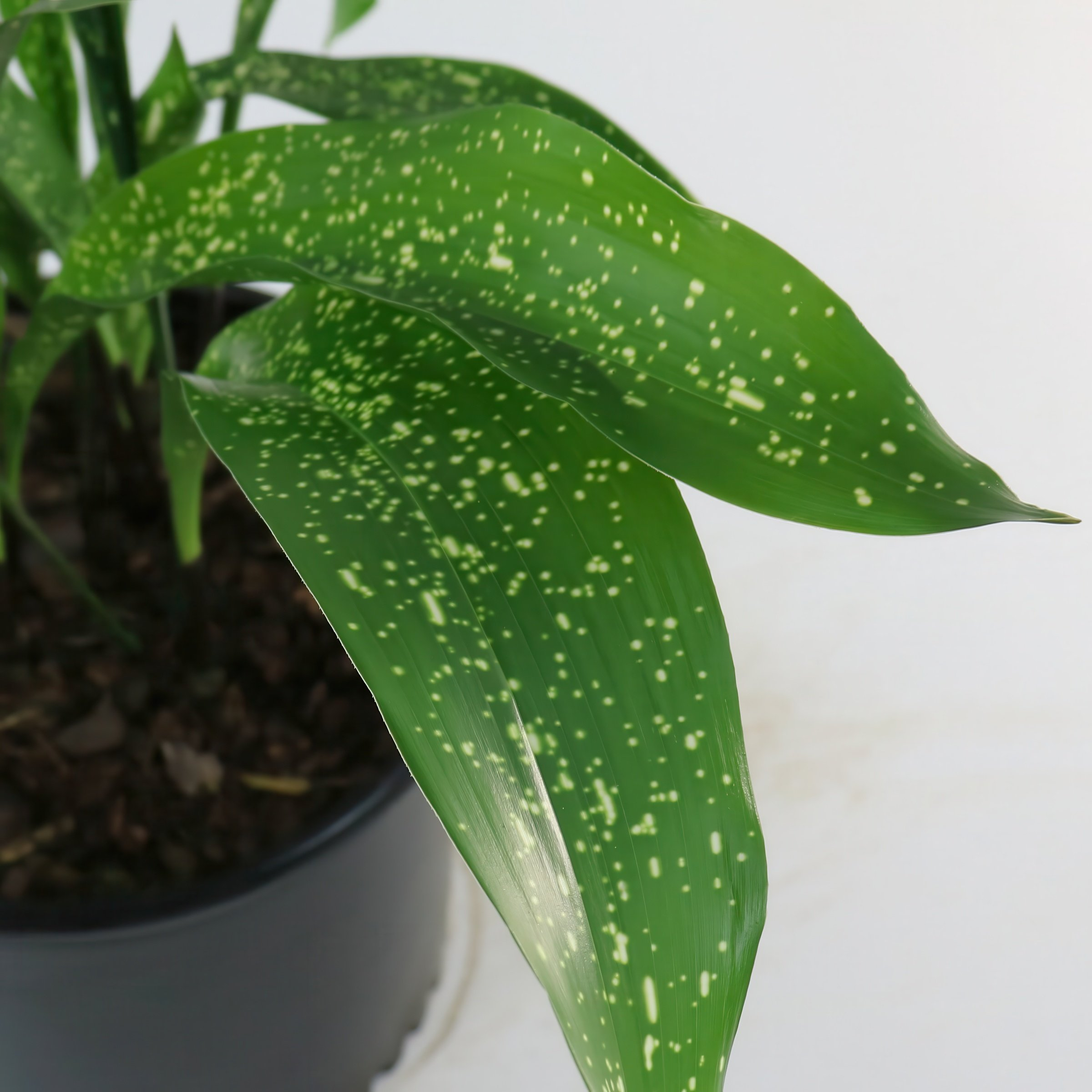 National Plant Network 3 gal. Aspidistra Spek-Tacular Live Plant