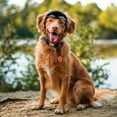 thumbnail image 3 of shenmeida Pet Dog Helmet Pet Motorcycle Helmet Safety Pet Cap with Adjustable Belt for Small Dog Riding Cycling Outdoor, 3 of 8