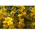 thumbnail image 4 of Tropical Seeds-Golden Mimosa-10 Seeds -Purple Foliage--Acacia Baileyana Purpurea-Container Gardening Bonsai-Standard -Serendipity Seeds, 4 of 5