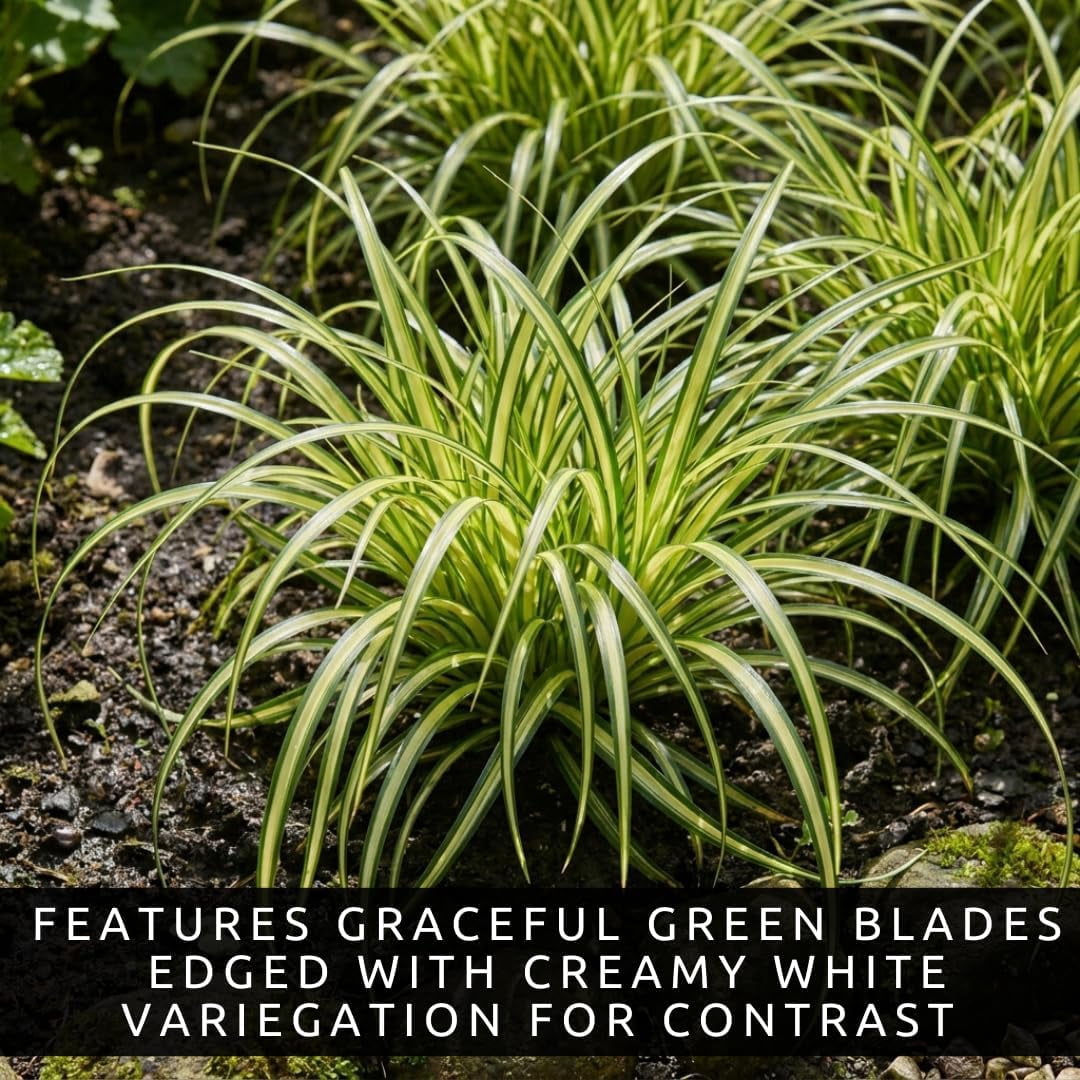 Variegated Japanese Sedge Carex Live Plant Plugs – Evergreen