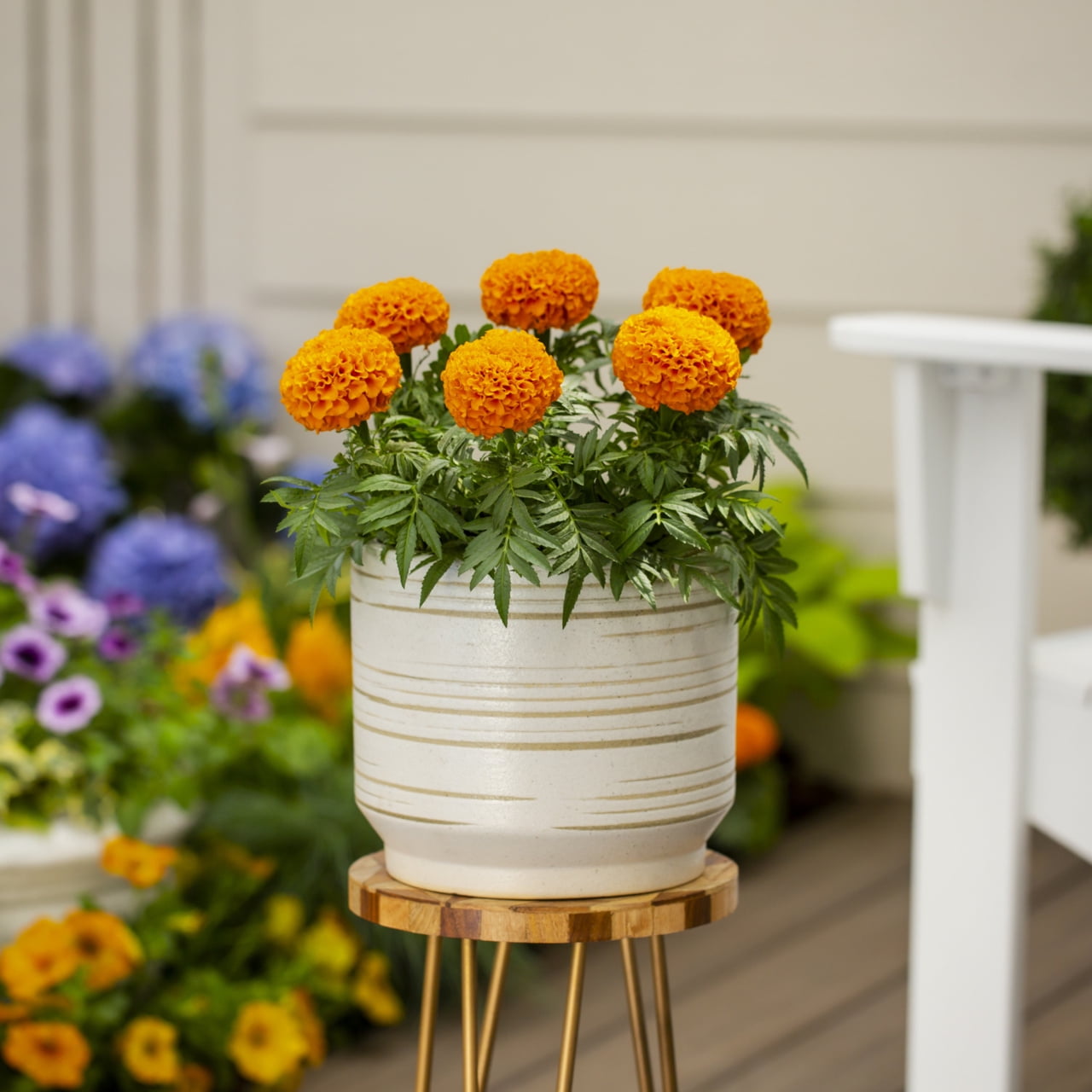 Expert Gardener Orange Marigold Live Annual Plant, 2QT Grower Pot, 3-Pack