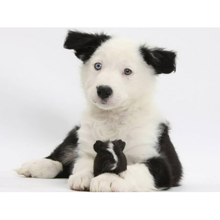 Border Collie Black And White - Black and White Border Collie Puppy and Guinea Pig Print Wall Art By Mark Taylor