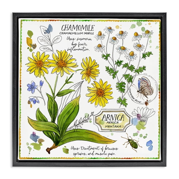 Stupell Industries Shabby Chic Chamomile Herb Uses Black Floating Frame Canvas Art, 18 x 18, by Jane Maday