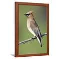 thumbnail image 1 of Cedar Waxwing, Framed Art Print Wall Art Sold by Art.Com, 1 of 5
