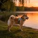 thumbnail image 2 of Arnés transpirable sin tirones con correa reflectante: chaleco de malla catiónica suave para perros pequeños, fácil de poner y quitar, ajuste regulable, cómodo para todas las estaciones, 2 of 4
