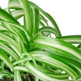thumbnail image 3 of Spider Plant 'Bonnie', 4" Pot, Indoor Houseplant, Easy Care, Live Plant for Indoor & Outdoor, 3 of 6