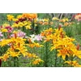 thumbnail image 3 of 15 Seeds WESTERN HYBRIDS LILY Tiger, Leopard, Lemon, Alpine, Kellogg - Mixed Colors Pink, Red, Yellow, Orange - Native Lilium Flower Seeds, 3 of 11