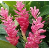 "Pink Live Ginger Plant Roots, 2-Pack, 2""-4"" Long, Partial Shade" - Walmart.com