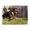 500 Pieces, variant on 500-Piece Wooden Jigsaw Puzzle for Adults - Running Grass Joy Agility Speed , Challenging Family Art Project, Unique Home Wall Decor Gift