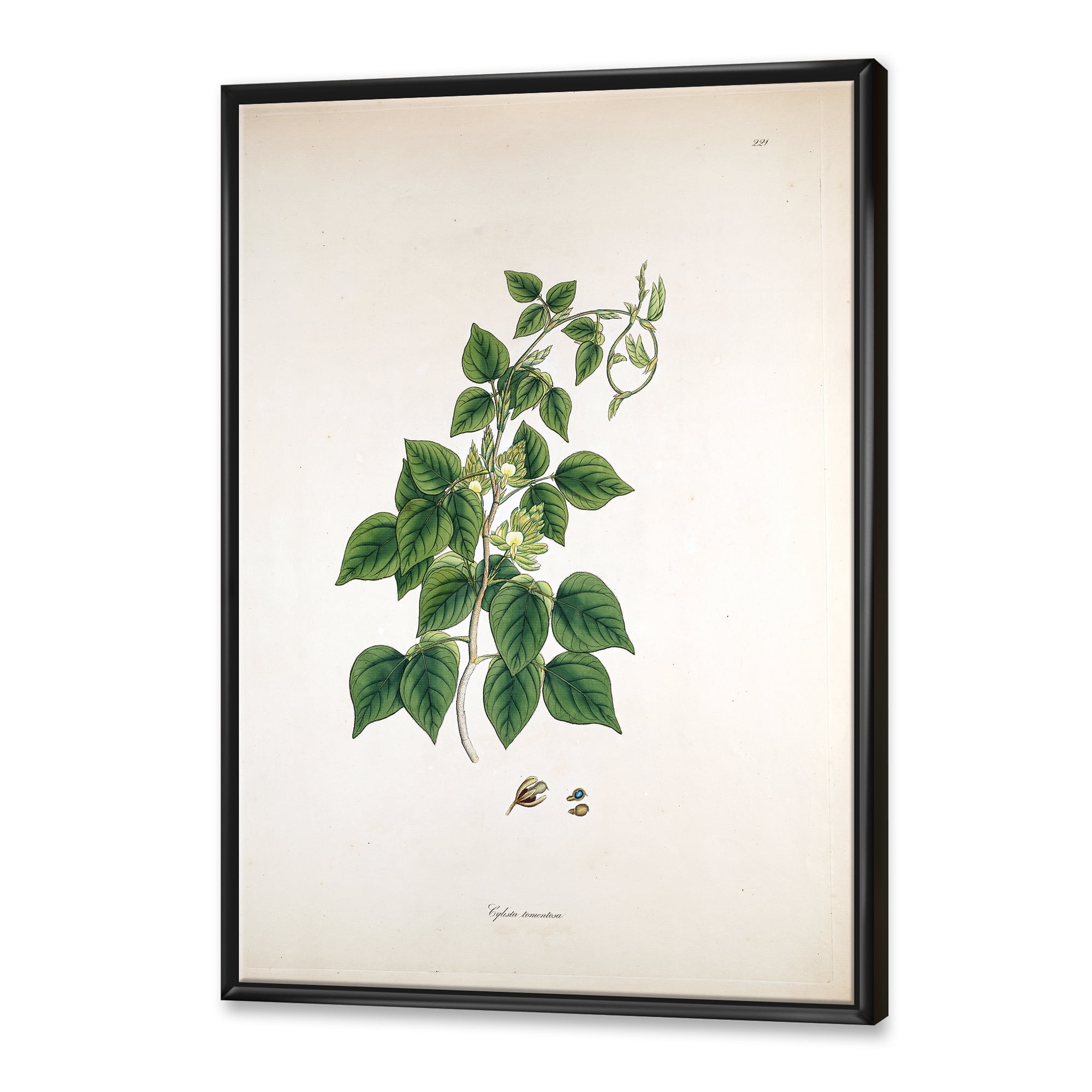 Designart 'Ancient London Plants VIII' Farmhouse Framed Canvas Wall Art Print