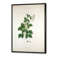 thumbnail image 3 of Designart 'Ancient London Plants VIII' Farmhouse Framed Canvas Wall Art Print, 3 of 5
