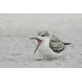 thumbnail image 2 of Morris, Arthur 14x11 White Modern Wood Framed Museum Art Print Titled - NY, Nickerson Beach, Black skimmer chick on beach, 2 of 4