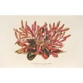 thumbnail image 3 of Charles Antoine Lemaire 14x11 Black Modern Framed Museum Art Print Titled - Alternanthera Sessile Var. Amenian (1854-1896), 3 of 5