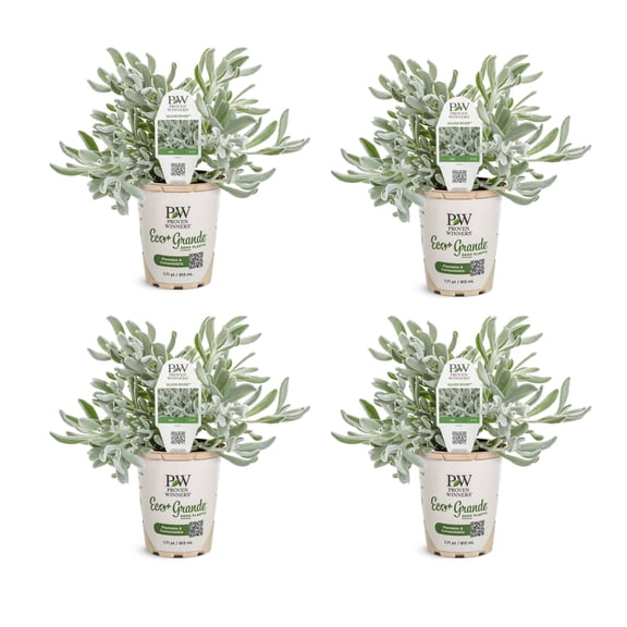 Proven Winners 4" White Silver River Didelta Live Plant in 4.25" Pot (4 Count)