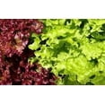 thumbnail image 3 of GSDWIUEW 3500+ Vegetable Seeds -12 Pack All Heirloom Vegetable Seed Collection, 14 Varieties, 3 of 8