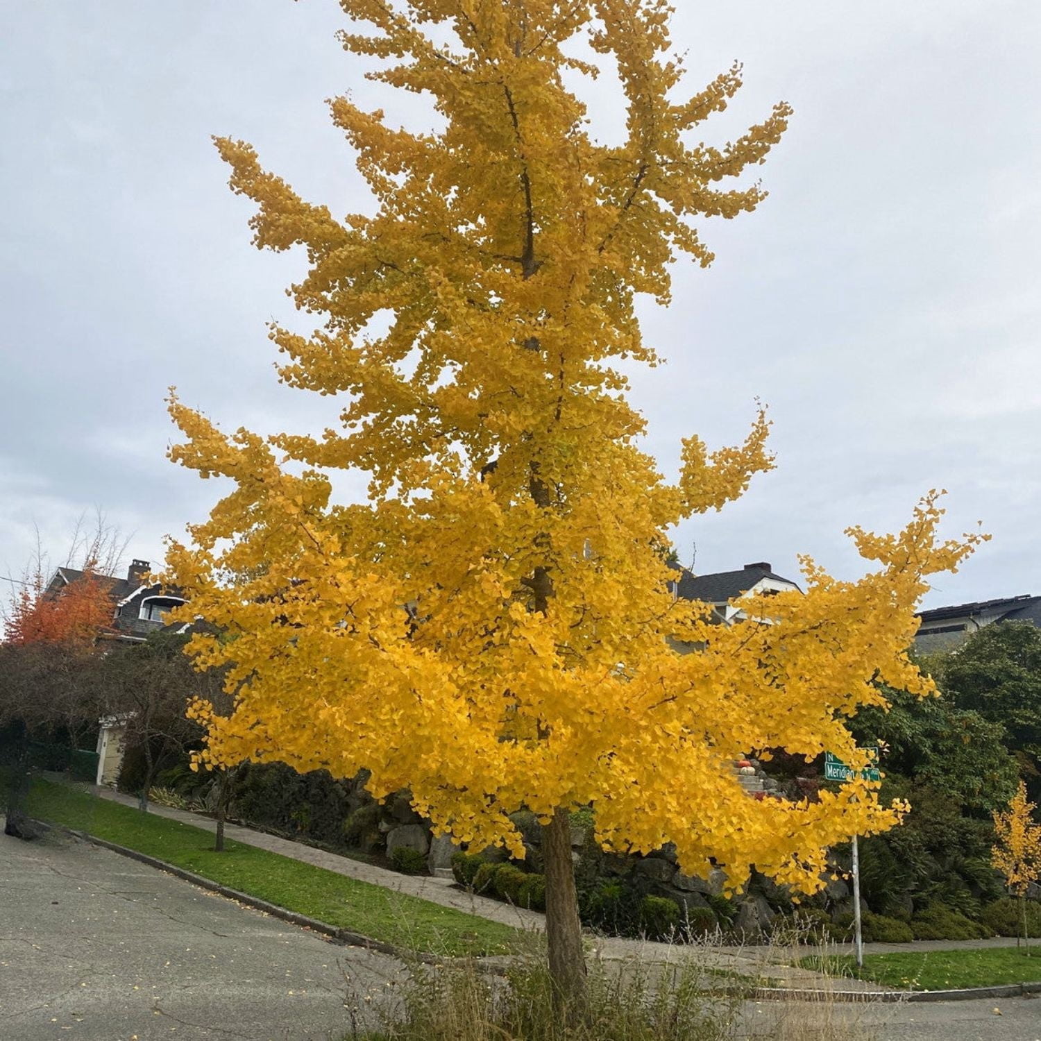 Expert Gardener 4-5' Ginkgo Autumn Gold in 2 gal. Grower Pot