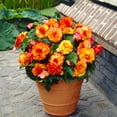thumbnail image 5 of Garden State Bulb Begonia Picotee Sunburst Flower Bulbs, Bare Roots, Spring Planting (Bag of 10), 5 of 8