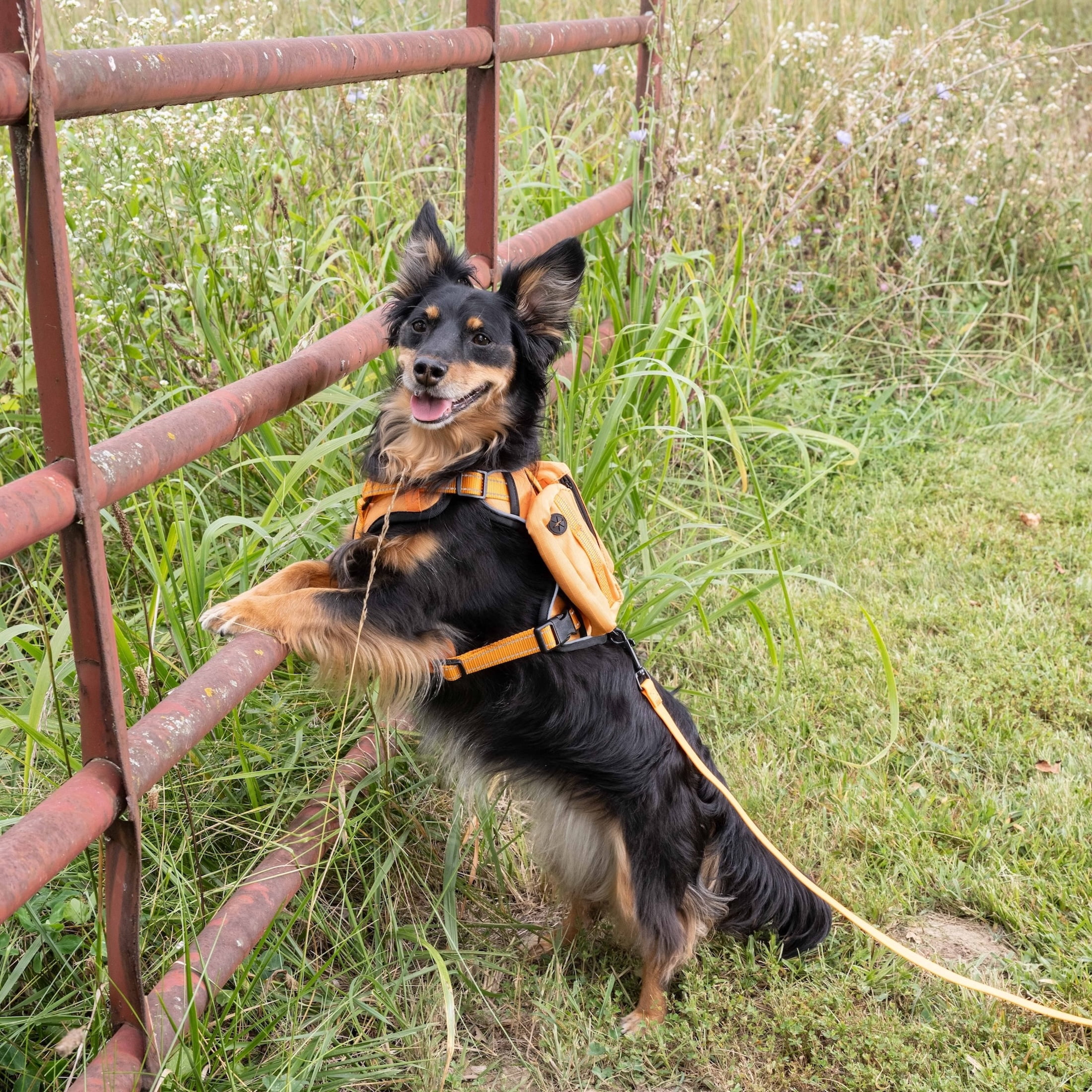 Remington Saddle Bag Dog Harness, Orange, Size S