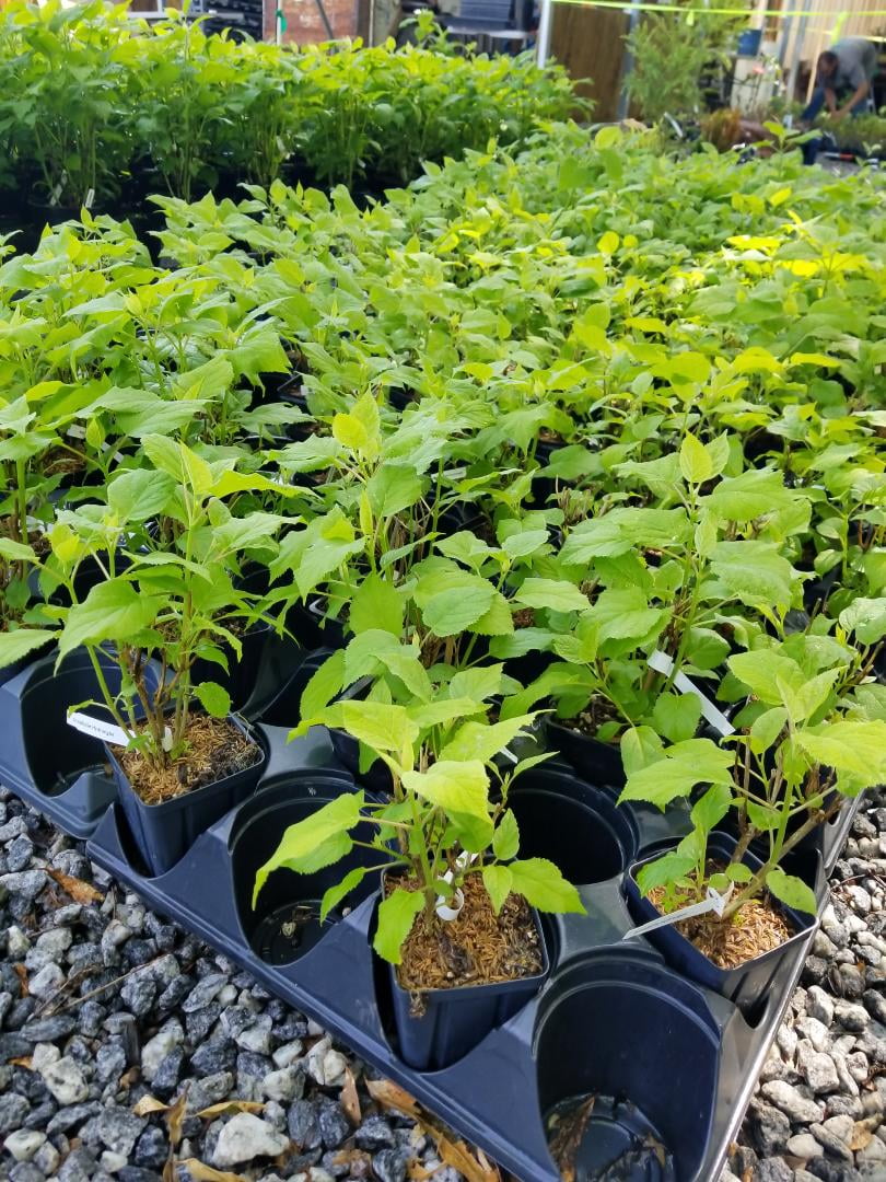 Annabelle Smooth Hydrangea - Live Plant ( 1 QT )