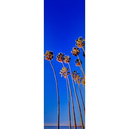 Palm trees near the beach Santa Barbara California USA Canvas Art - Panoramic Images (6 x (Best Beaches Near Santa Barbara)