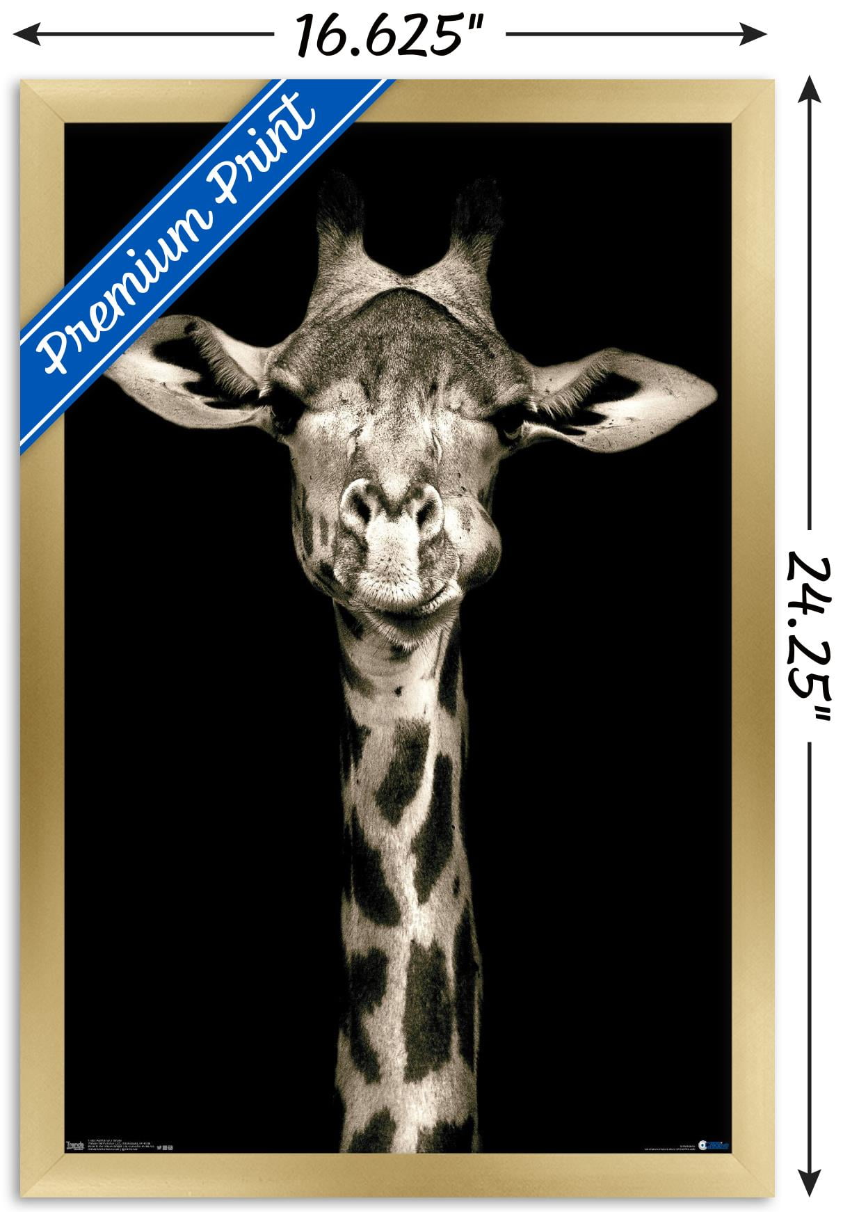 Portrait of a Giraffe Wall Poster, 14.725" x 22.375", Framed