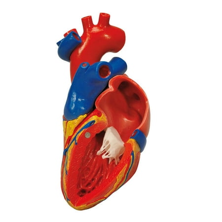 Anatomical model: heart with bypass, 2-part (Best Anatomical Heart Model)