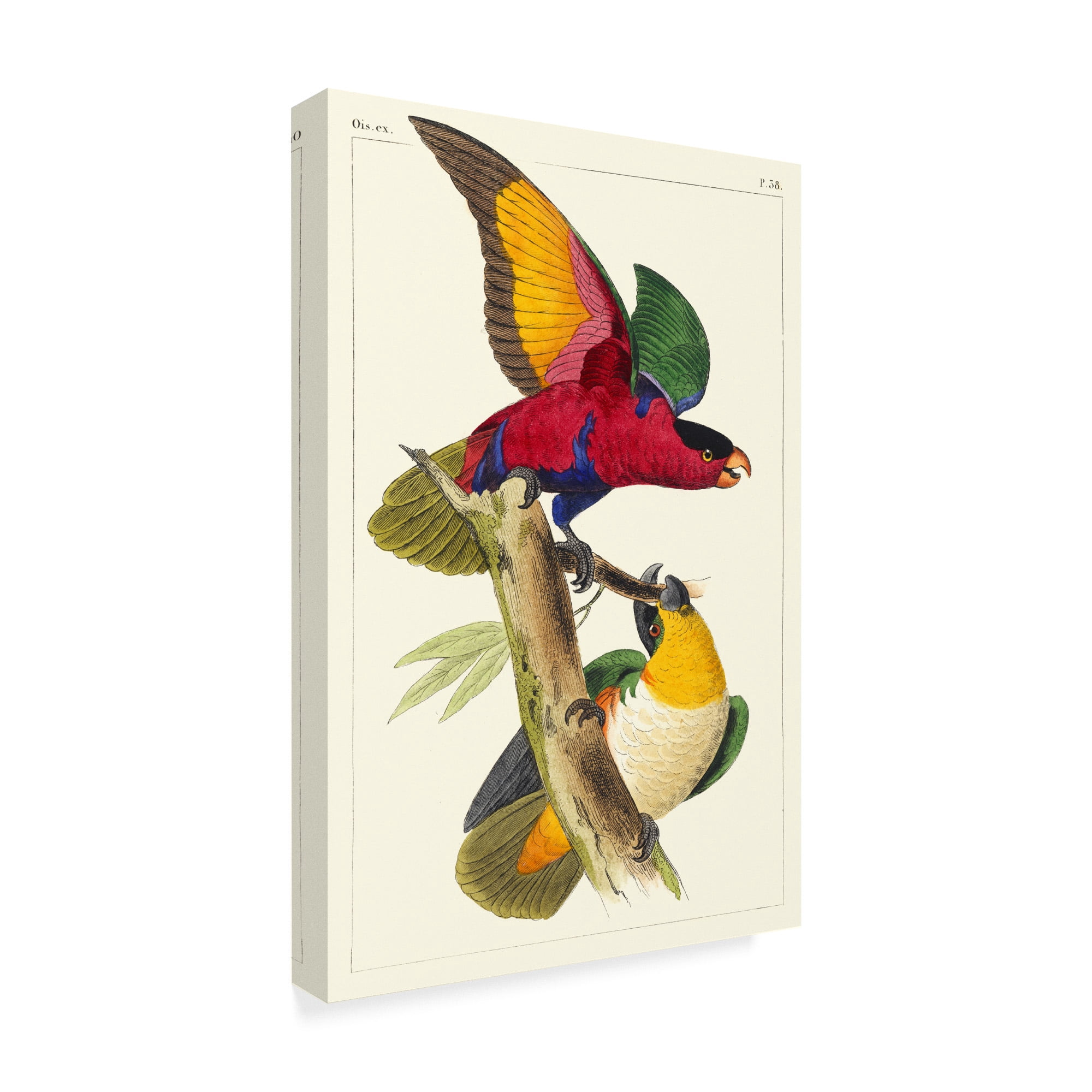 Trademark Fine Art 'Lemaire Parrots I' Canvas Art by C.L. Lemaire