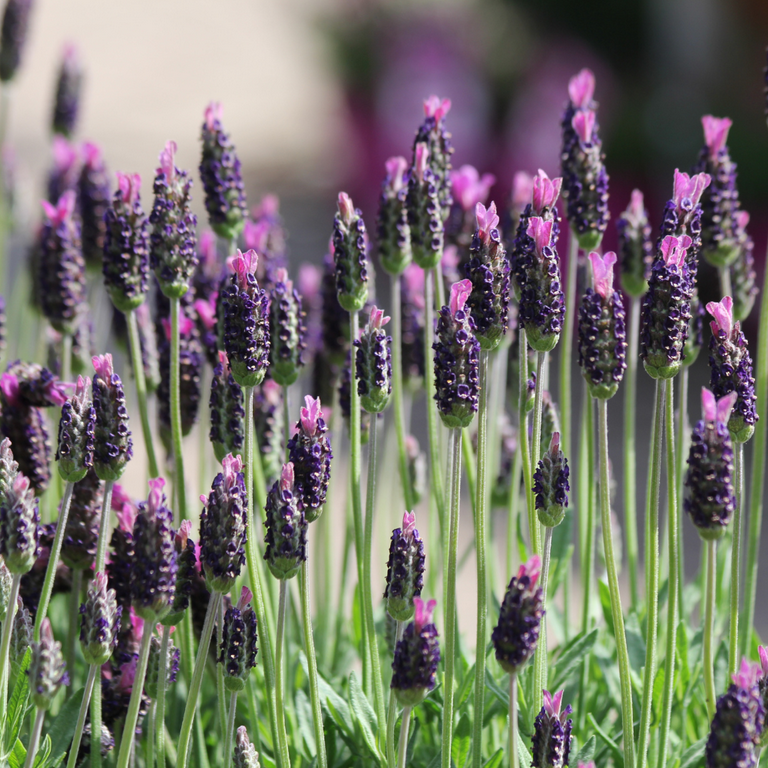 Lavender Plant Live, Purple Blooming Perennial Herb, 4-7 inches in Height,  4 inch Pot for Growing - Walmart.com