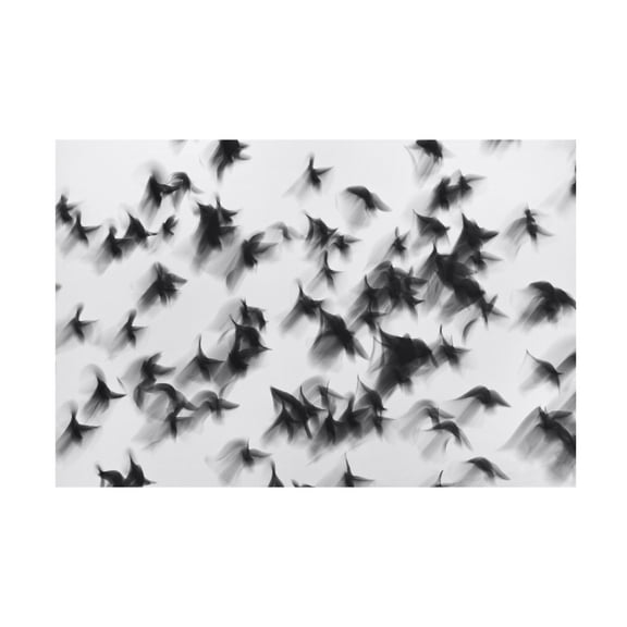 Canvas Wall Art - Marina Yushina 'Birds' Wall Art for Living Room, Bedroom, or Office D?cor by Trademark Fine Art - 19 x 12 Inches