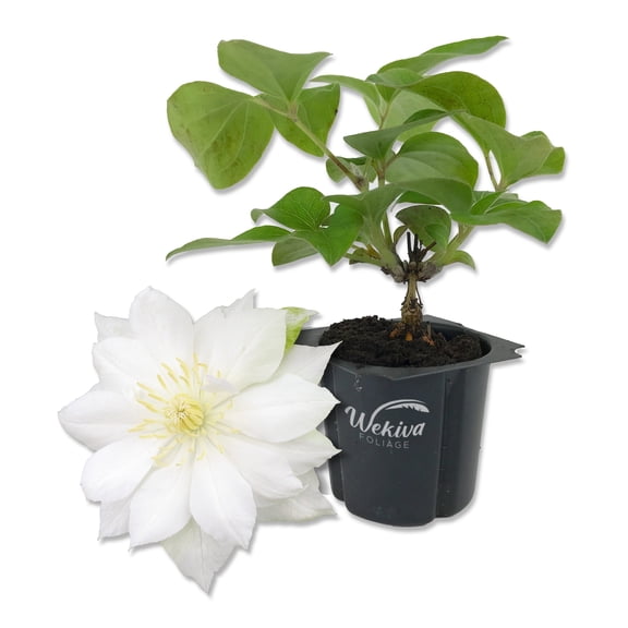 Clematis Duchess of Edinburgh - Live Starter Plant in a 2 Inch Growers Pot - Starter Plants Ready for The Garden - Beautiful White Bloom Flowering Vine