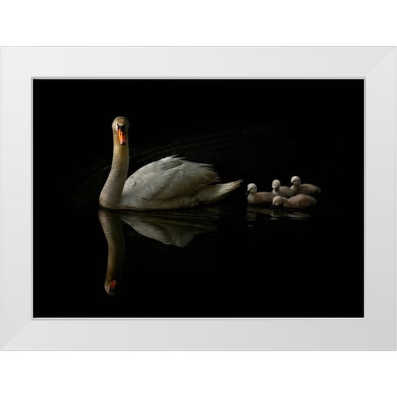 Golub, Robert 24x18 White Modern Wood Framed Museum Art Print Titled - Swan Babies