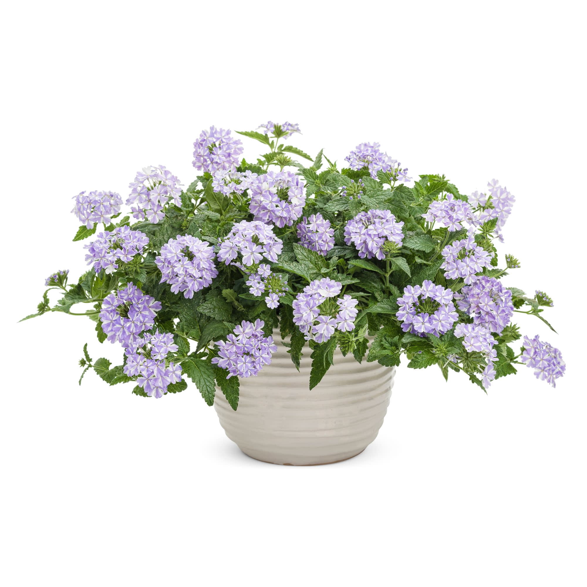 Proven Winners 4" Multicolor Superbena Stormburst Verbena Live Plant in 4.25" Pot (4 Count)