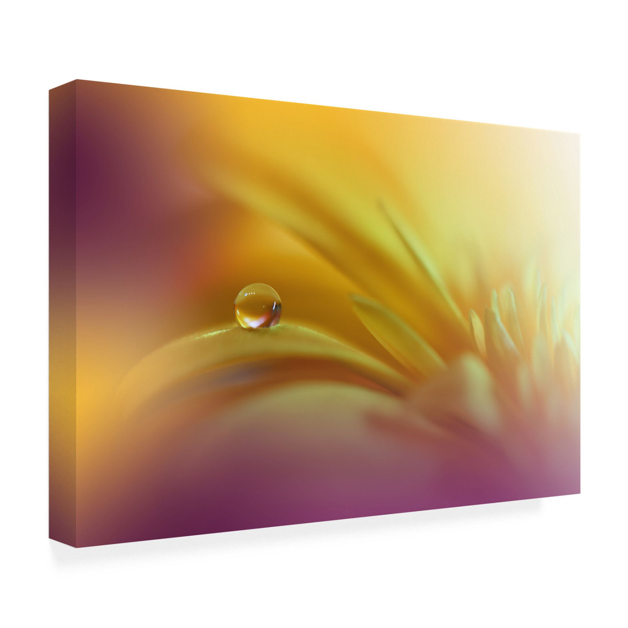 Trademark Fine Art Juliana Nan  A World Of Color Canvas Wall Art